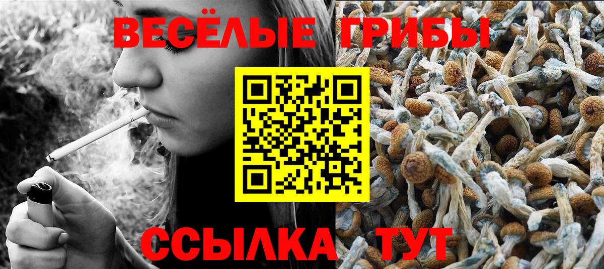 Солнечногорск  Псилоцибиновые грибы Psilocybe  Вход с VPN 